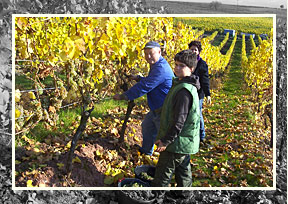 Weinlese im goldenen Oktober