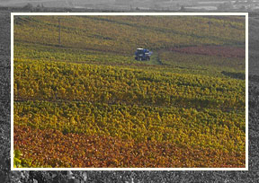 Der Herbst hat die Weinberge bunt gef�rbt 