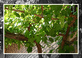 Weinrebe im Hof